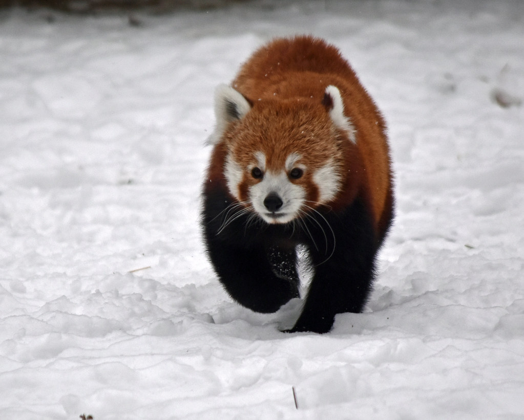 Red Panda | Ginger | Liger 77 (R. Lewis) | Flickr