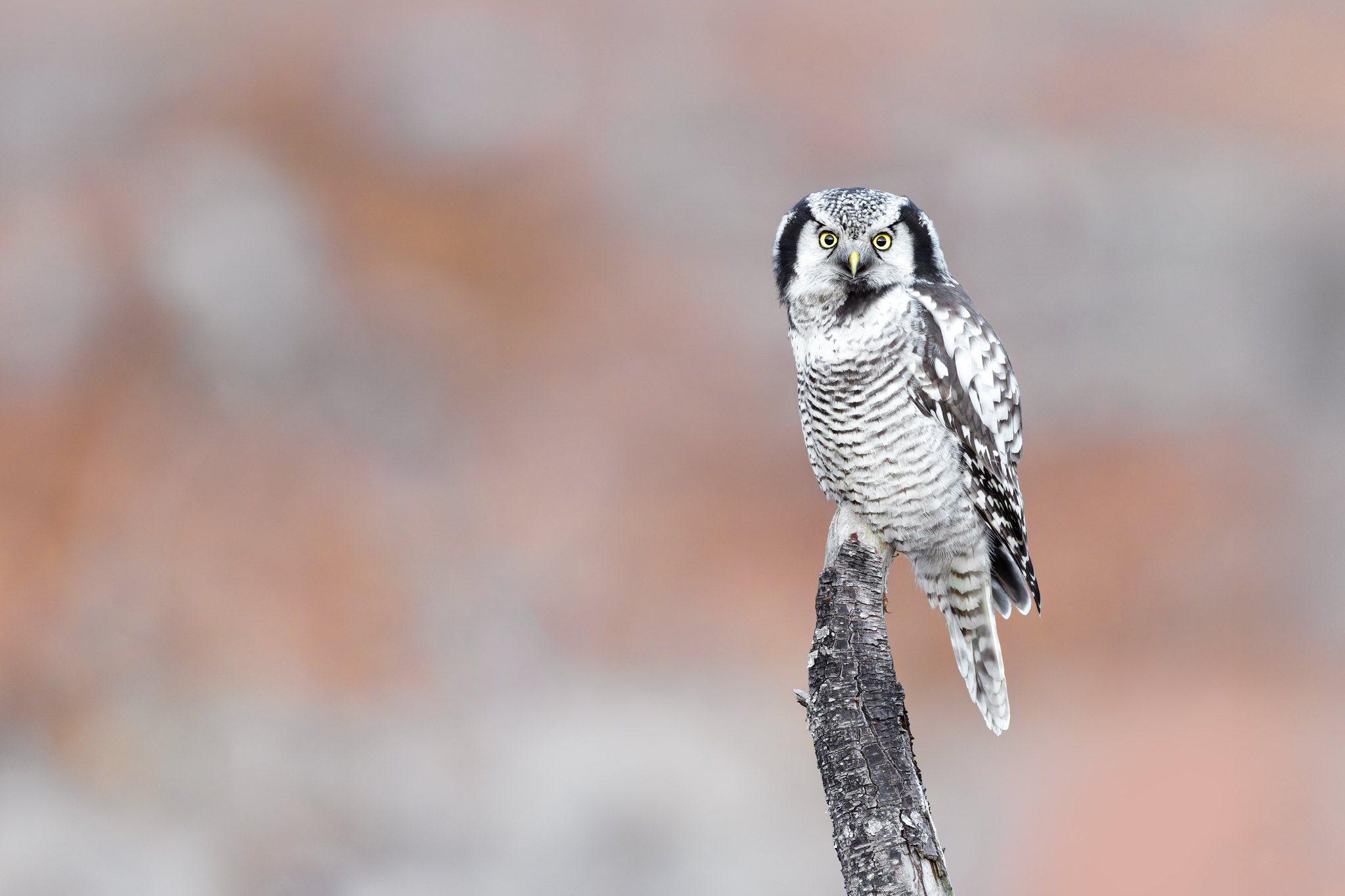 Surnia ulula | Northern Hawk-Owl | hökuggla