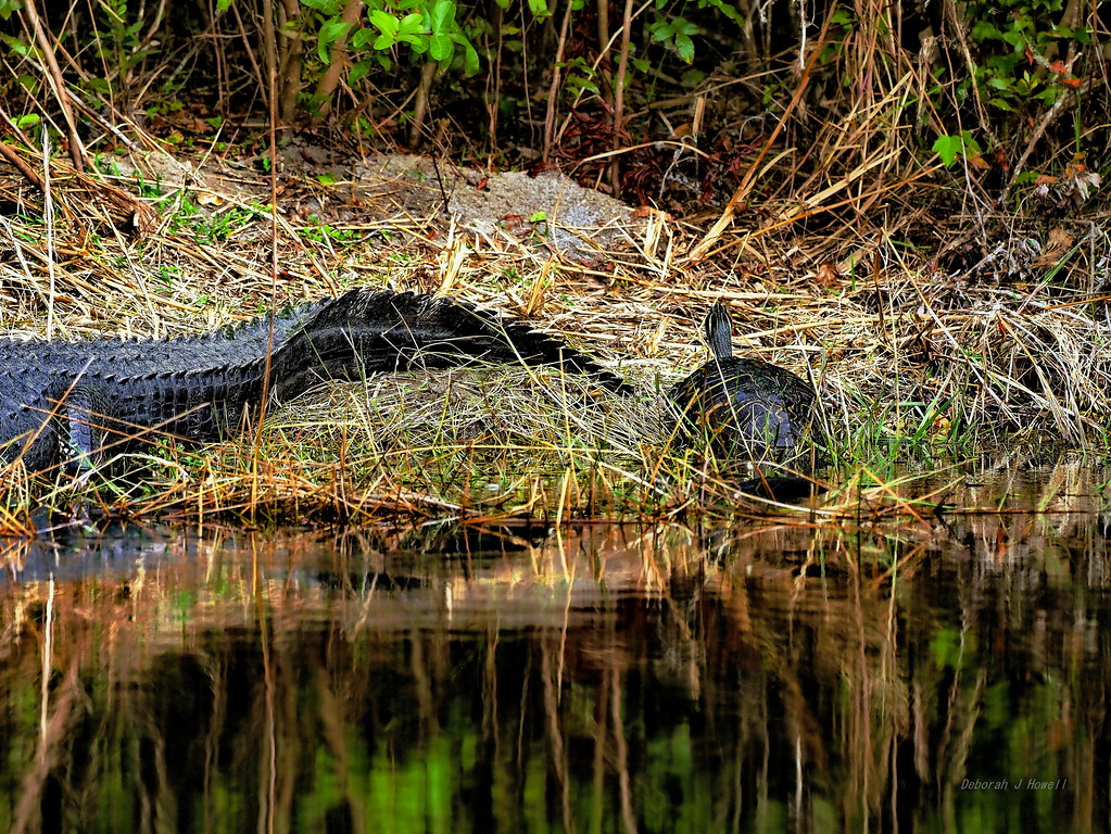 Fall Gator Gator Tail and Slider | Deborah J. Howell | Flickr