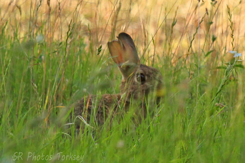 Local Wildlife | by SR Photos Torksey