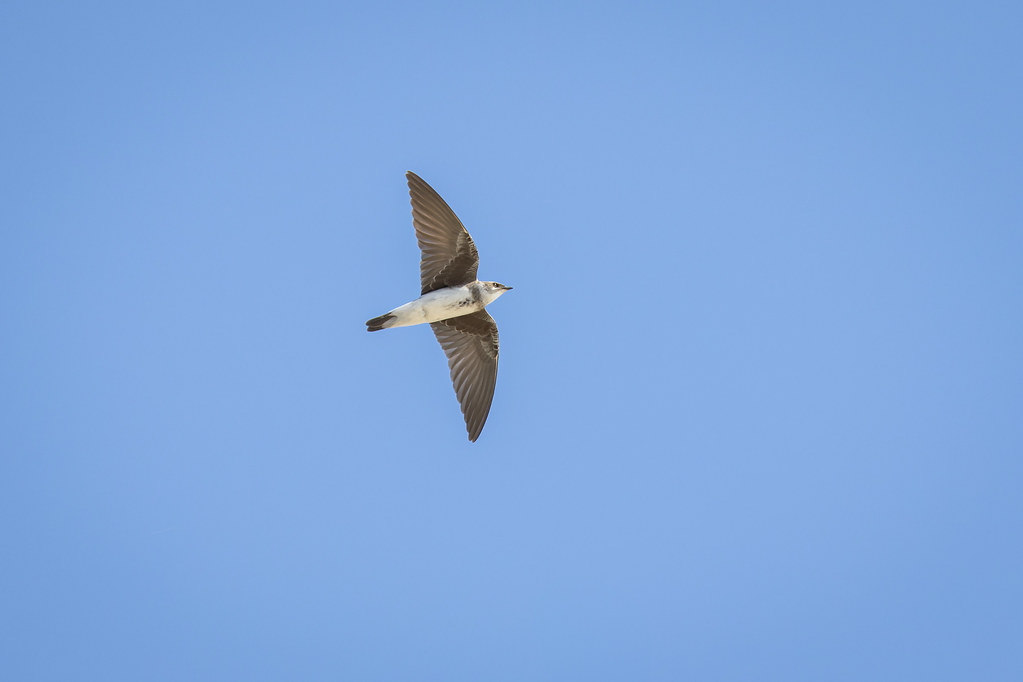 Riparia riparia (Sand Marin-Bank Swallow) - Hirudinidae - … | Flickr