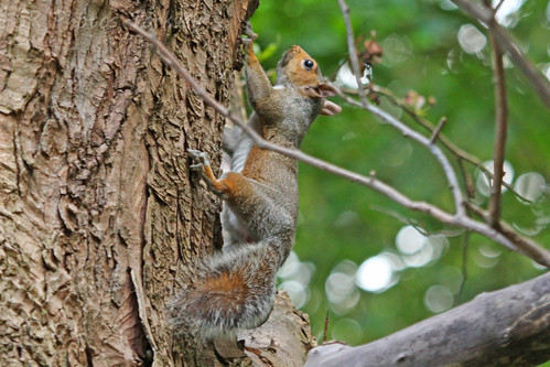 Local Wildlife | by SR Photos Torksey