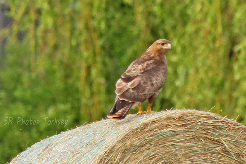 Local Wildlife | by SR Photos Torksey