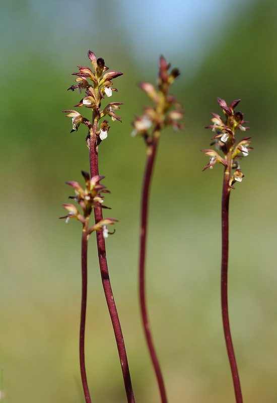 Korallenwurz, Corallorhiza trifida