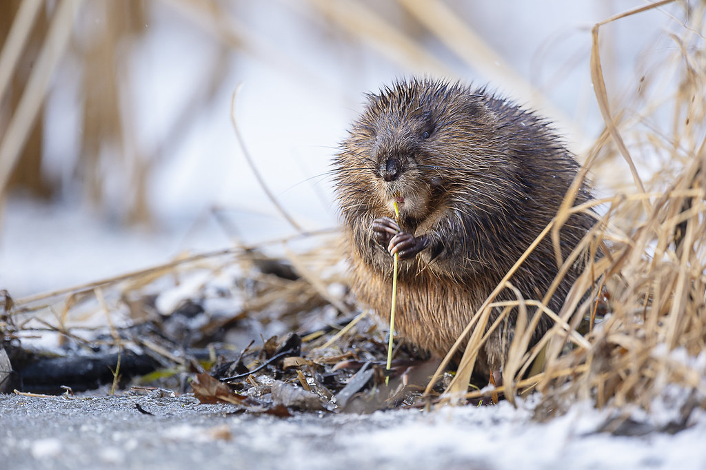 Musso Rats Rat musqué / Muskrat | Serge D. | Flickr