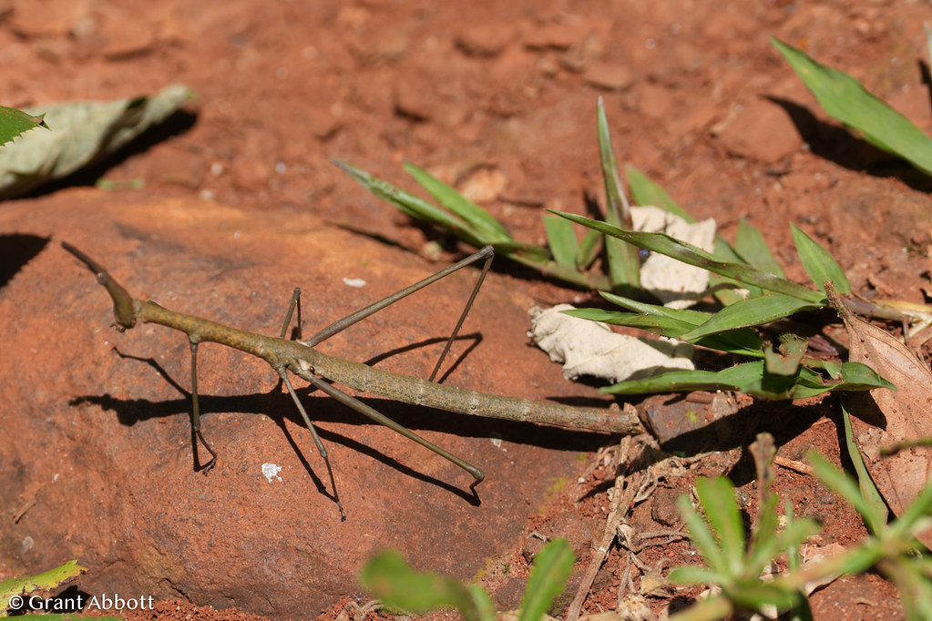 Unidentified stick insect ~12 cm long | Grant Abbott | Flickr