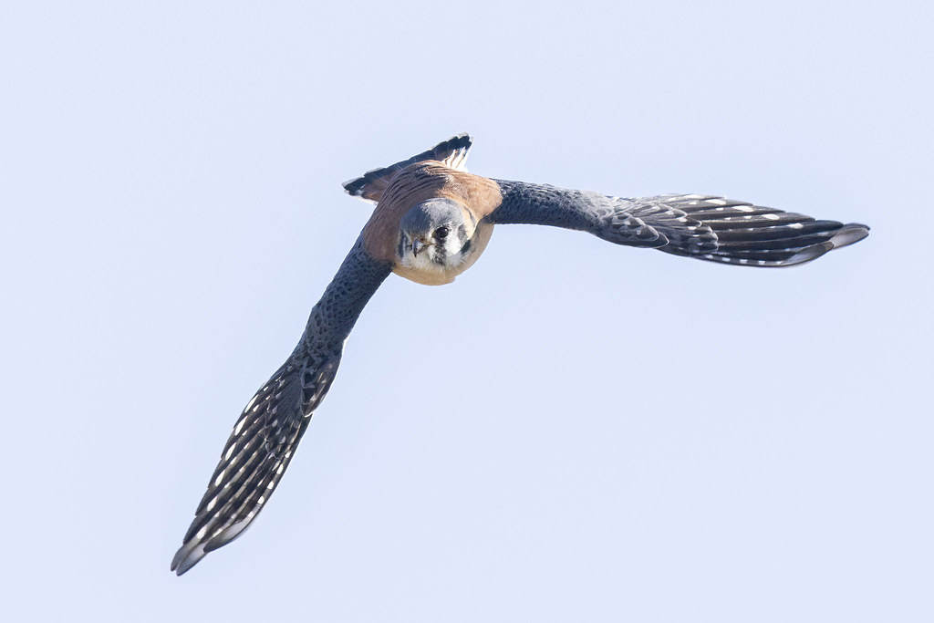 AMERICAN KESTREL | View in Original size: www.flickr.com/pho… | Flickr