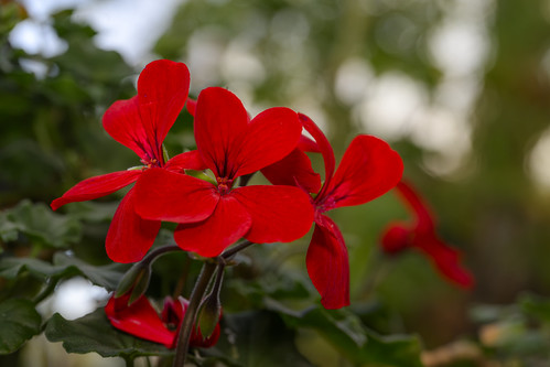 Red geranium | by donovan_terry