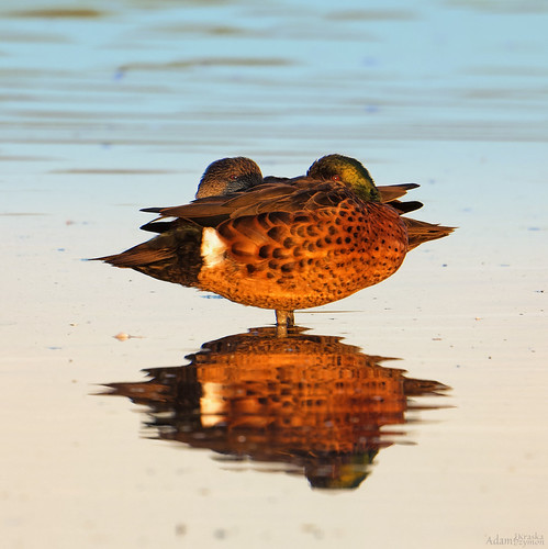 Two heads are better than one by audiodam, Chestnut Teal couple in sunrise meditation.

(Anas castanea ) 
chestnutteal twoheadduck sunrise aust