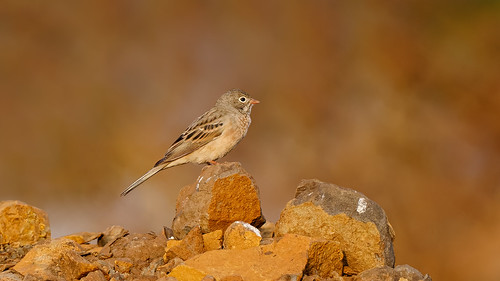 A Grey Necked Bunting foraging during sunset by Hari K Patibanda, A small bird maybe 15-17 cms long and easily mistaken for a pipit. This is migratory bird from Centr