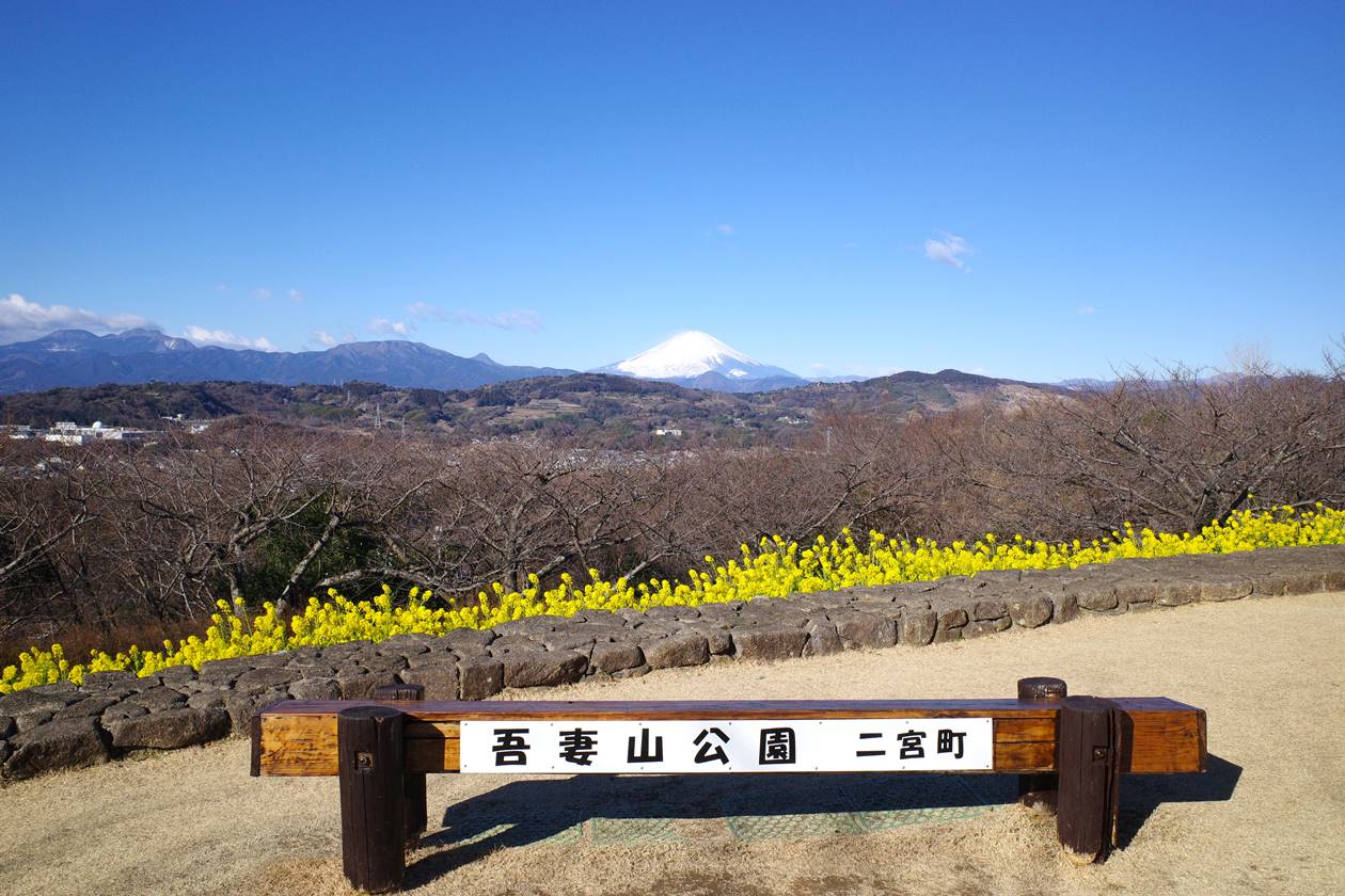 【湘南】吾妻山公園から眺める富士山と菜の花