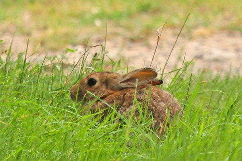 Local Wildlife | by SR Photos Torksey