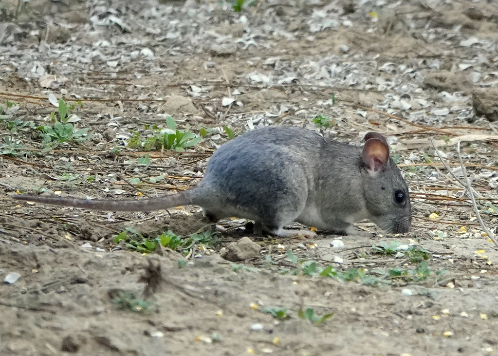 Channel Rats Texas Cotton Rat 3 - Salineno TX | jerry pruett | Flickr