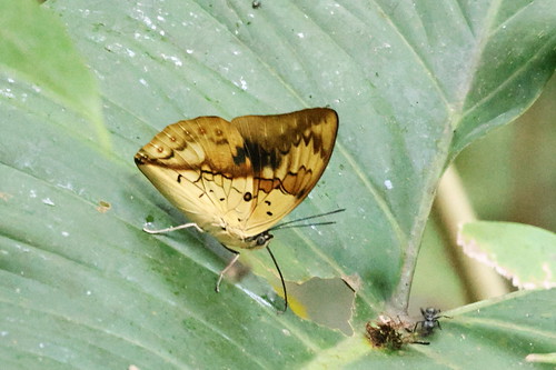 Archaeoprepona licomedes | by Susan Blayney