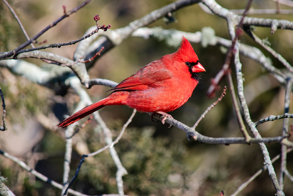 February Cardinal Northern Cardinal | Photo taken on 21 Feb. 2025, Swansea, Ma… | Flickr