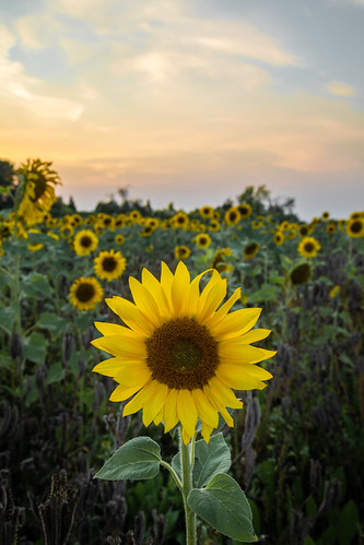 Sunflower at sunset by Tim Lindstedt, <a href="http://www.timlindstedtphoto.com" rel="noreferrer nofollow">www.timlindstedtphoto.com</a>

