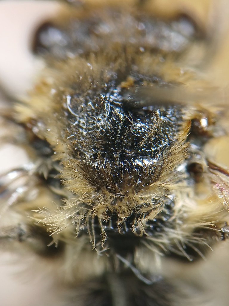 Spine-shouldered Cellophane Bee (Colletes simulans) [Male]… | Flickr