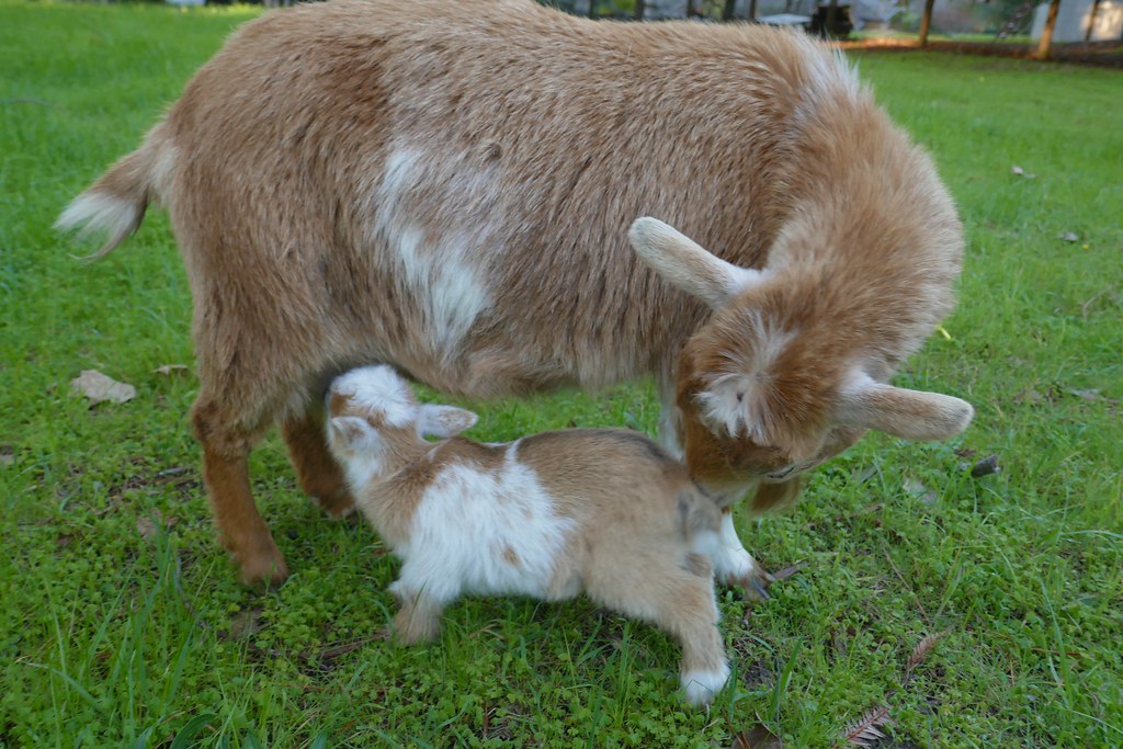 Franny the baby goat 2.5.2025 | Ashton Knight | Flickr