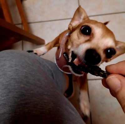 Penny seaweed