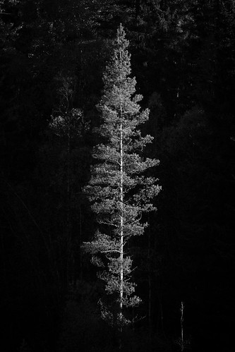 Tree Lit at Sunrise by virtualwayfarer, Norway is a place of endless natural beauty. Incredible fjords, winding small roads, raw tunnels car