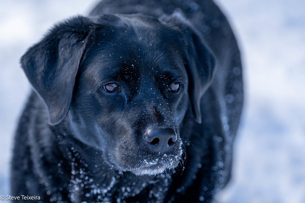 Snowy black lab