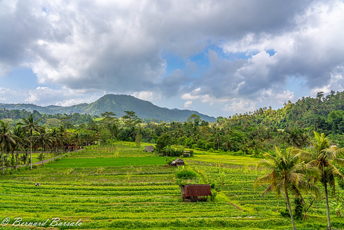 Partout des rizières / Rice Field Everywhere by (bbarsalo), Sideman, Karangasem, Bali, Indonésie24105mm indonesia indonésie landscape light nature outdoors pays