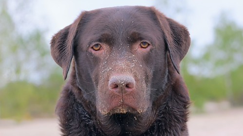 Labrador | by alexhambel