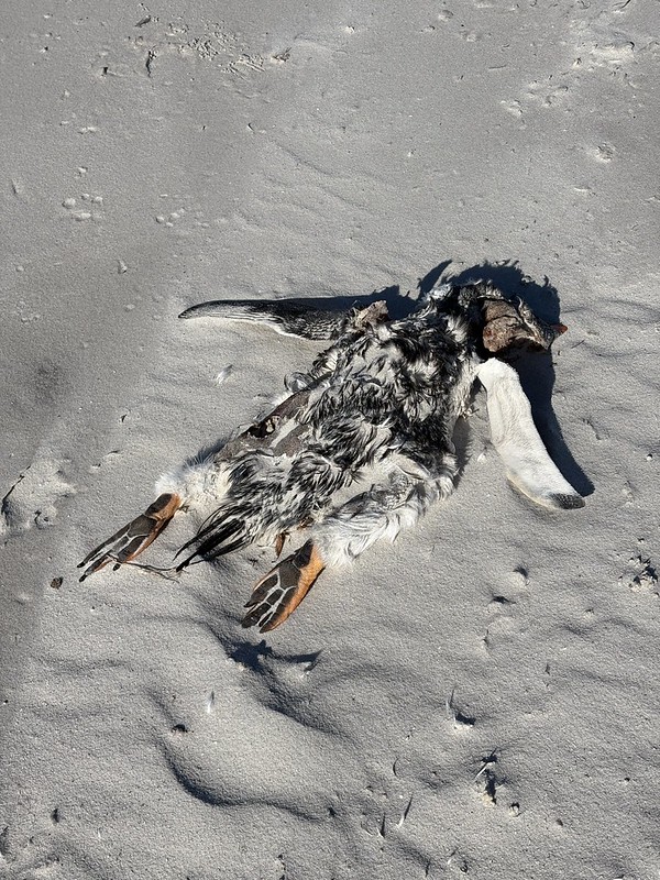 There had been some penguin pox in the area