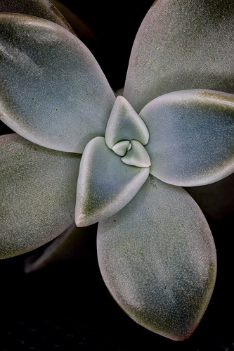 124 - Succulent