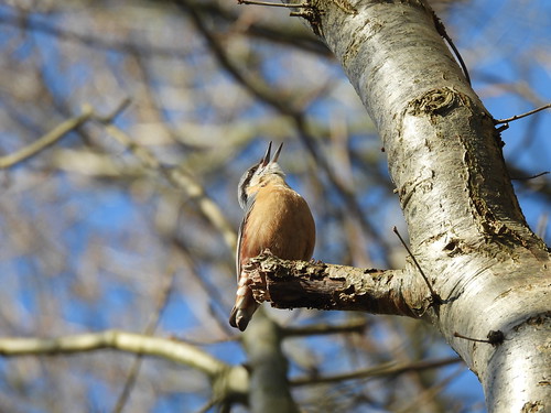 Nest building DSCN0753 | by ianpreston