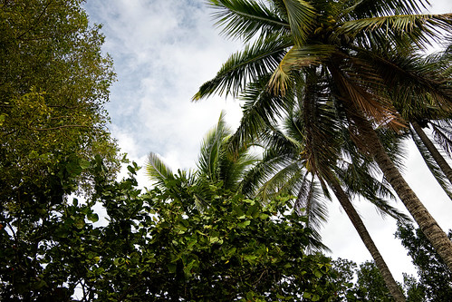 Standing Under Palm Trees and Watching Them Sway in the Breeze in Biscayne National Park by thor_mark , While standing beneath swaying palm trees and others at the entrance of Biscayne National Park, I so