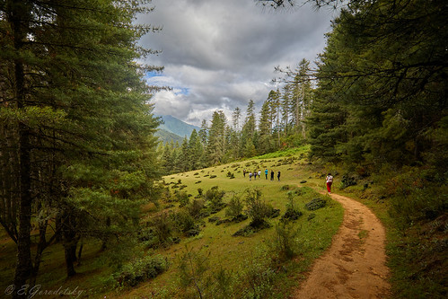 Beginning of Gangtey nature trail, Bhutan by Evgeny Gorodetskiy, bhutan travel forest landscape nature gangtey