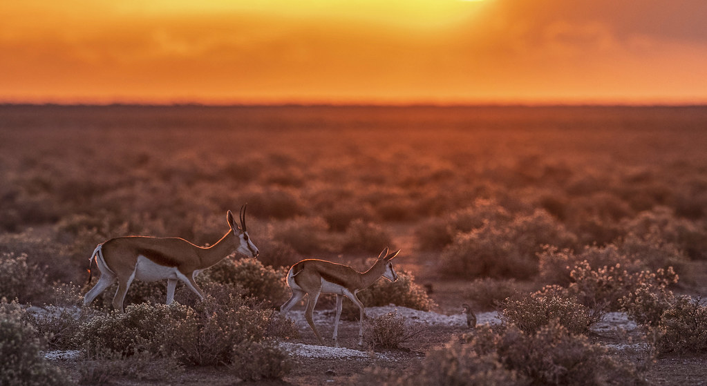 Springbok Sunset Springboks at sunset, meeting with a squirrel | Image taken … | Flickr