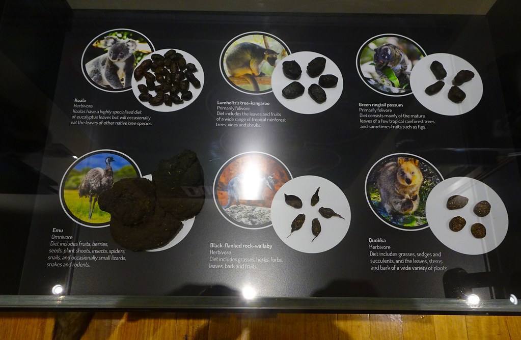 Richmond Tasmania. The Pooseum. Preserved samples of Australian animal scats or droppings.