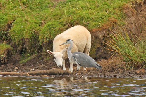 Local Wildlife | by SR Photos Torksey