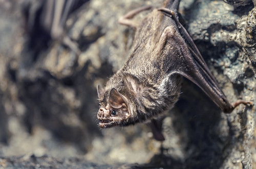 Count Dracula | by observable_universe