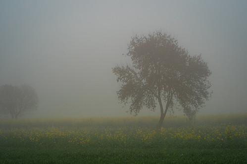 Tree in Mustard Field on a Misty Morning, Thanwas India by AdamCohn, haryana india thanwas flowers fog mist misty morning mustard mustardflowers streetphotographer stree