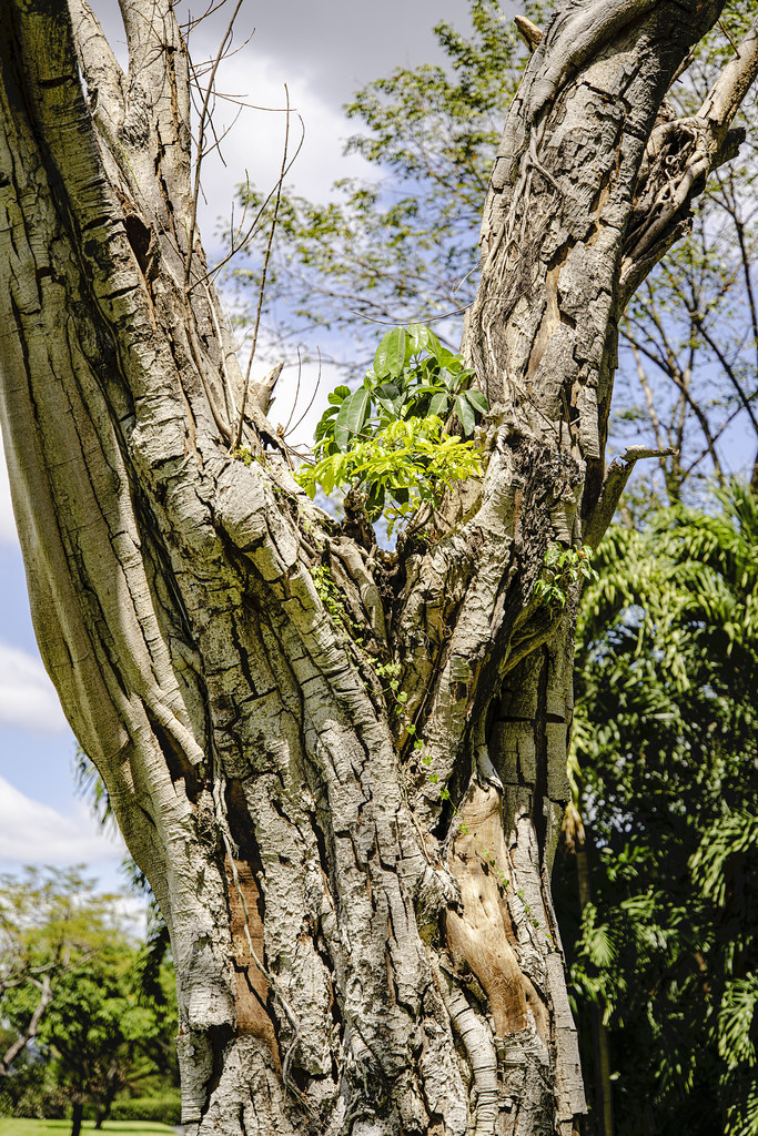 Sacred Fig and Parasitic Vine