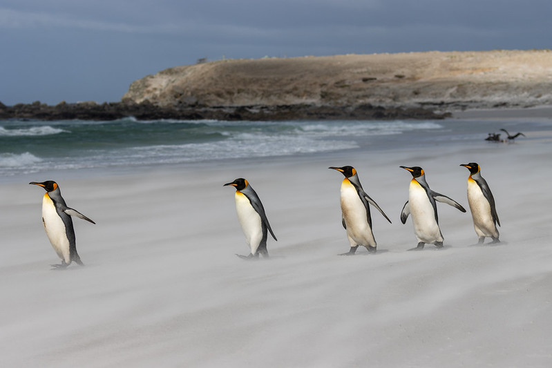 Petrels eating the gentoo in the background