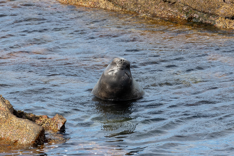 Elephant seal chilling in the shallows