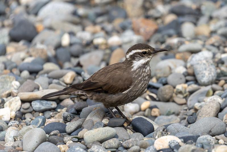Seaside cinclodes