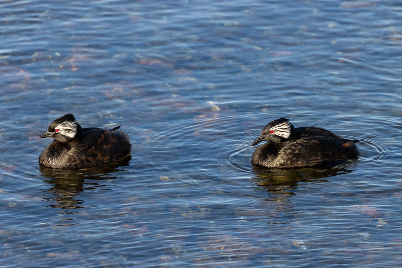 Some white-tufted grebes