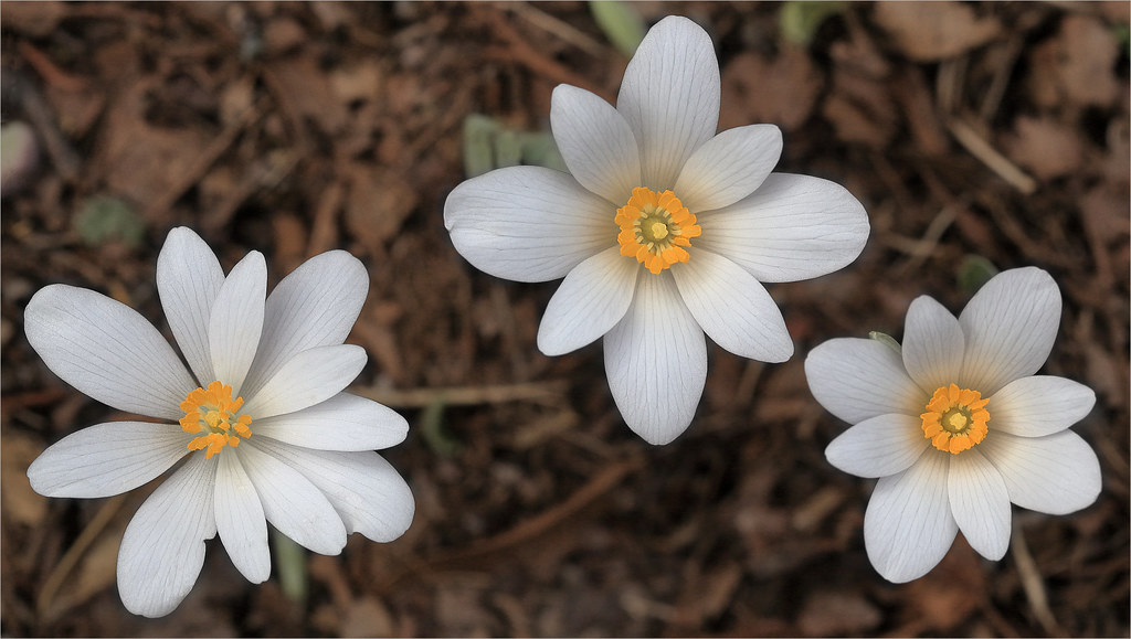 Spring Eternal | Bloodroot (sanguinaria canadensis) in my Mi… | Flickr