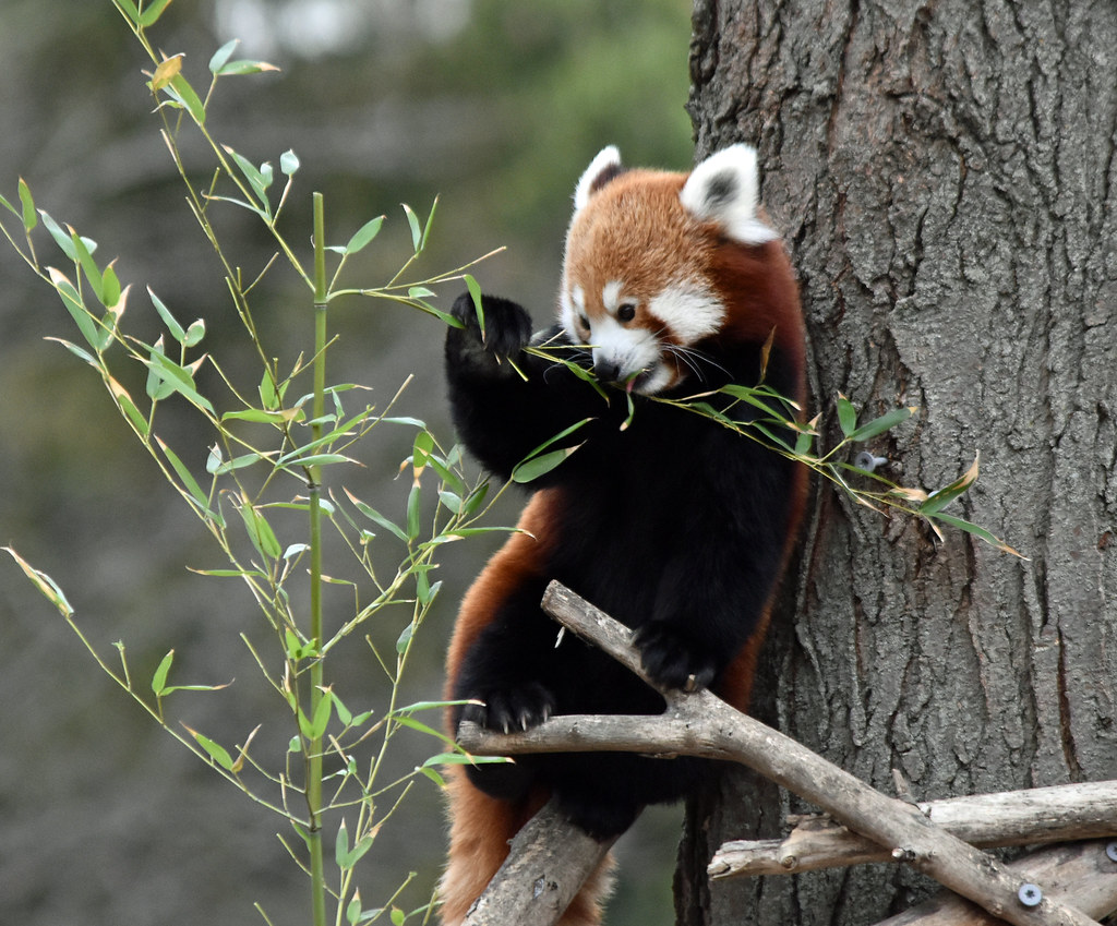 Red Panda | Ginger | Liger 77 (R. Lewis) | Flickr