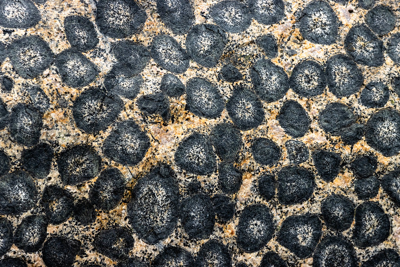 Further south now at the Orbicular Granite sanctuary. These weird rocks only occur in a few spots around the world and likely formed inside a cooling magma chamber.