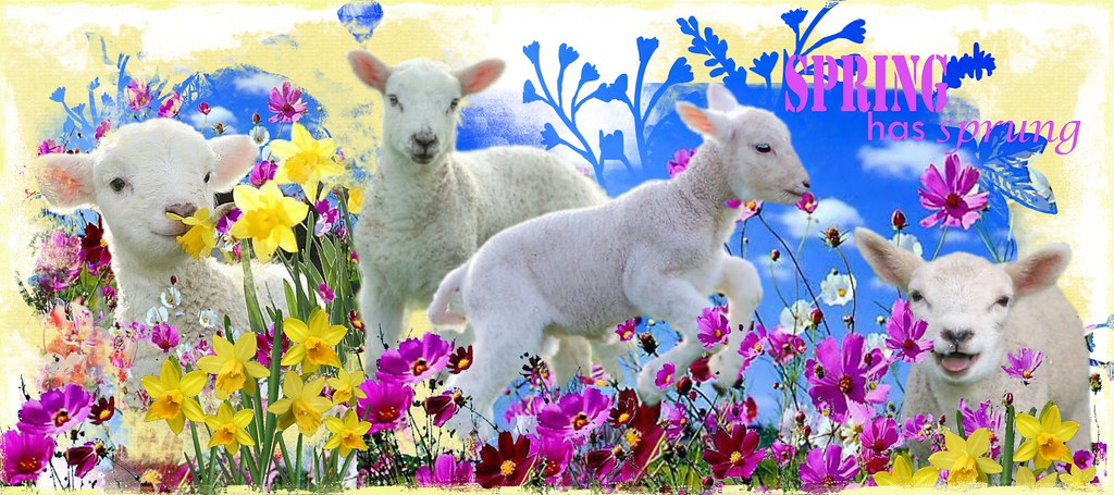 Pick One Spring Spring Has Spring. | For the 'Big Page Springtime' challenge… | Flickr