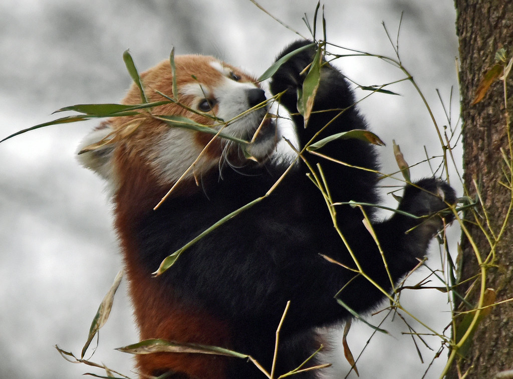 Red Panda | Ginger | Liger 77 (R. Lewis) | Flickr