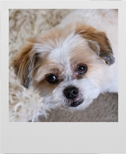 Gus, Groomed, 365the2025edition 3652025 day91365 01apr25 extremelycutedogs