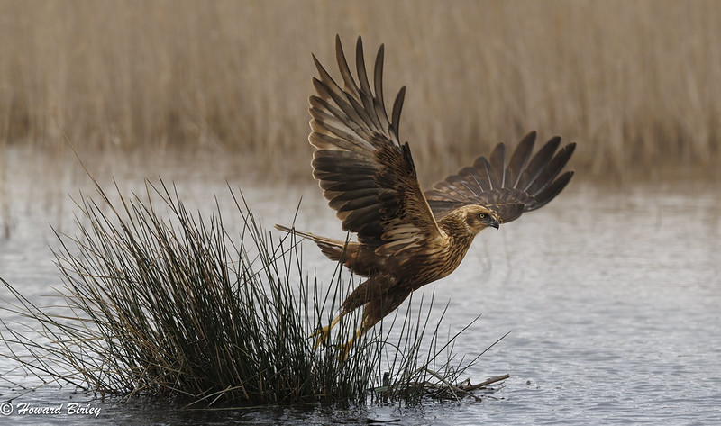 Marsh Harrier ♀