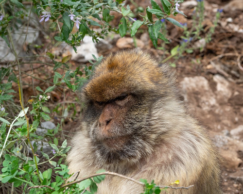 Gibraltar macaque